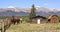 Horses on ranch