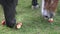 Horses on the ranch eat apples. Portrait of a horse eats apples, feeding.