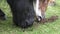 Horses on the ranch eat dry food. Portrait of a horse eating, feeding.