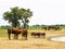 Horses at the ranch water hole