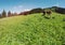 Horses and resh yellow flowers on grassland