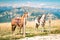 Horses rest tied during a mountain hike.