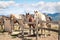 Horses rest tied during a mountain hike.