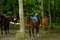 Horses rest under the saddle at a halt. Several bay horses are tied to a tree and stand in the shade under the trees. The horses,