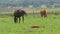 Horses and resting foal in the Biggarsberg