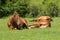 Horses resting on meadow