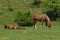 Horses resting on pasture