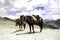 Horses Resting on the Roof of the World