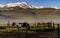 Horses Returning To The Ranch Corral Near Bridgeport, California