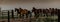 Horses Returning To The Ranch Corral Near Bridgeport, California