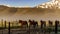 Horses Returning To The Ranch Corral Near Bridgeport, California