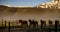 Horses Returning To The Ranch Corral Near Bridgeport, California