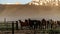 Horses Returning To The Ranch Corral Near Bridgeport, California