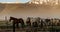 Horses Returning To The Ranch Corral Near Bridgeport, California