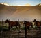 Horses Returning To The Ranch Corral Near Bridgeport, California