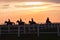 Horses Riders Silhouetted Landscape