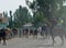 Horses and riders on a street near Karakol in Kyrgyzs