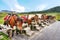 The horses for riding in kusasenri grassland