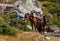 Horses of Rila National Park