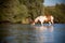 Horses on the river. Red and white horse