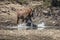 Horses roam free and wild along the Lower Salt River