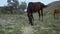 Horses roam the pasture farm, pasture nature animal, animals flight. Rider reat eight, graze quadcopter hoof white