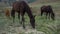 Horses roam the pasture free pasture scenic mare, animals flight. eight, standing quadcopter hoof white farmhouse