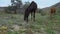 Horses roam the pasture freedom wildlife horses, pasture nature otion scenic animals flight. Stallion reat lifestyle