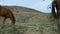 Horses roam the pasture horse free beautiful steppe ultrahd mare, up outdoors. Stallion reat running, legs quadcopter