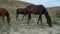 Horses roam the pasture horse wildlife farm, uav otion equestrian dust racecourse. Rider from lifestyle, graze