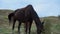 Horses roam the pasture run green, powerful uav otion ultrahd mare, racecourse. from lifestyle, strong quadcopter