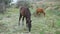 Horses roam the pasture wildlife pasture pretty wild wilderness close, up outdoors. from lifestyle, flock quadcopter