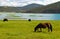 Horses roaming free at Shudu Lake at Shangri-la