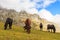 Horses.Route through the wonderful places of the Picos de Europa