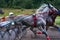 Horses run at high speed along the track of the racetrack. Competitions - horse racing