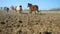 Horses run quickly over dusty field.  Clay and dusty fly from hooves. Mixed herd of horses and ponies moving fast. Slow motion.