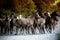 horses running along a country road