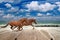 Horses running along seashore