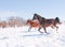 Horses running down hill in a snowy pasture