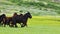 Horses running in the meadow