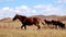 Horses running in prairie