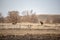 Horses. Rural landscape