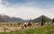 Horses in rural New Zealand