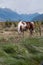 Horses in rural New Zealand