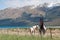 Horses in rural New Zealand