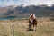 Horses in rural New Zealand