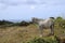Horses and rural sea landscape in Arguero, Spain