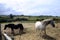 Horses and rural sea landscape in Arguero, Spain