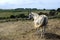 Horses and rural sea landscape in Arguero, Spain