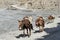 Horses, with a saddle for the carriage of cargo, go along the road, past the Kali Gandaki River.